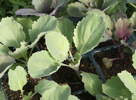 Flowering kale