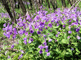Chinese violet cress