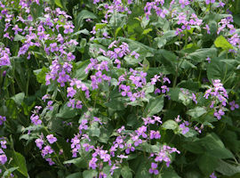 Chinese violet cress