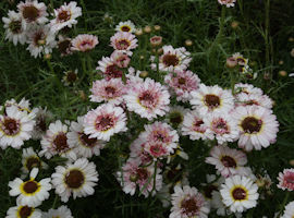 Tricolor chrysanthemum