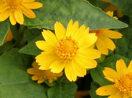 Gold medallion flower