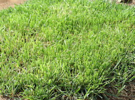 Lawn grass