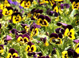 Tufted pansy