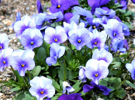 Tufted pansy