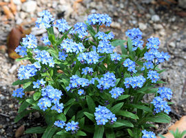 Water forget-me-not