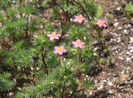 Variable linanthus