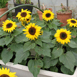 ミニヒマワリ Dwarf Sunflower