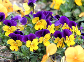 ビオラ (Tufted pansy)