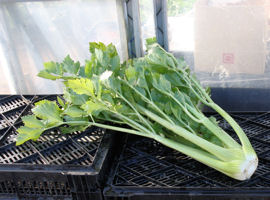 セロリ(Celery)